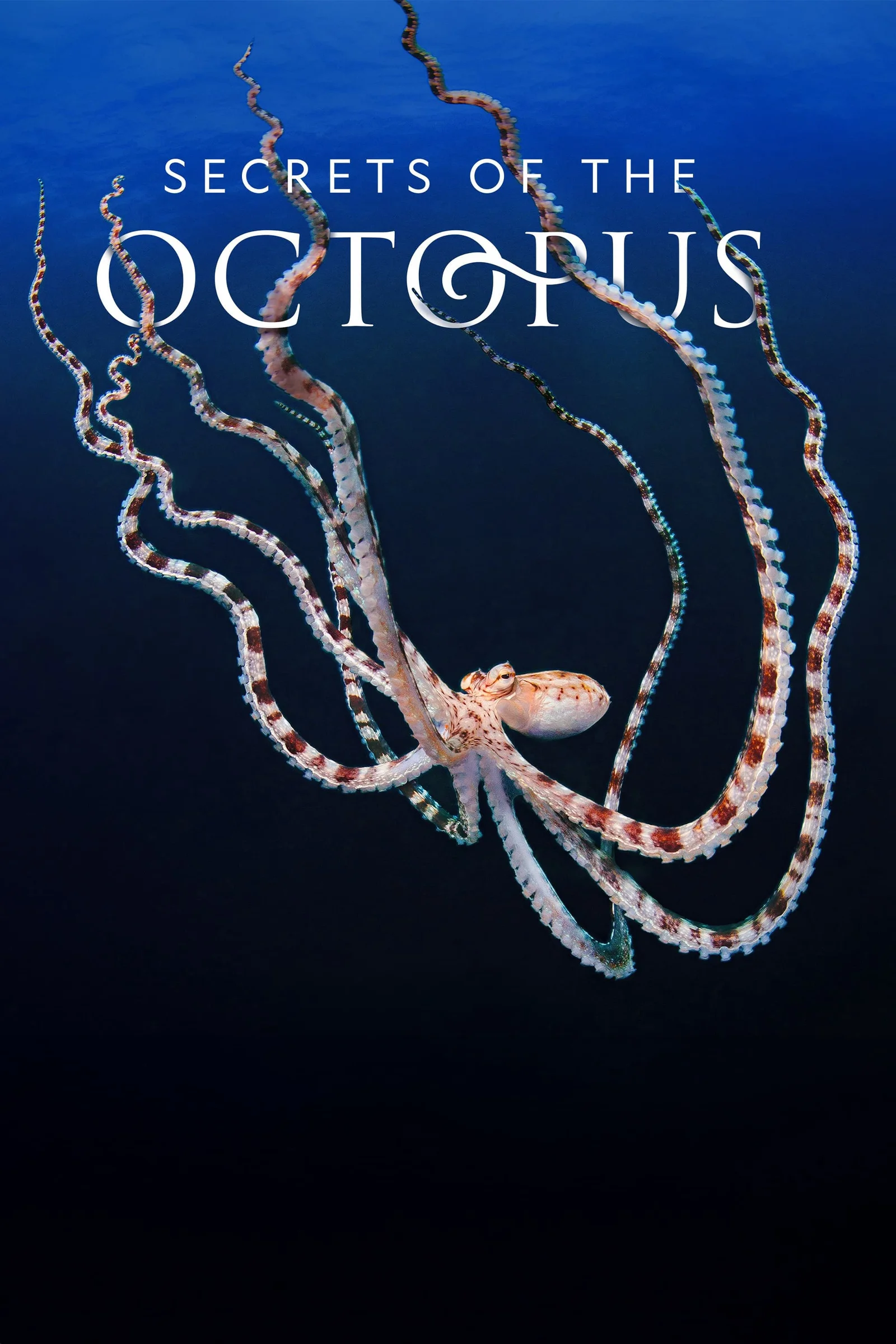 Secrets of the Octopus  2024