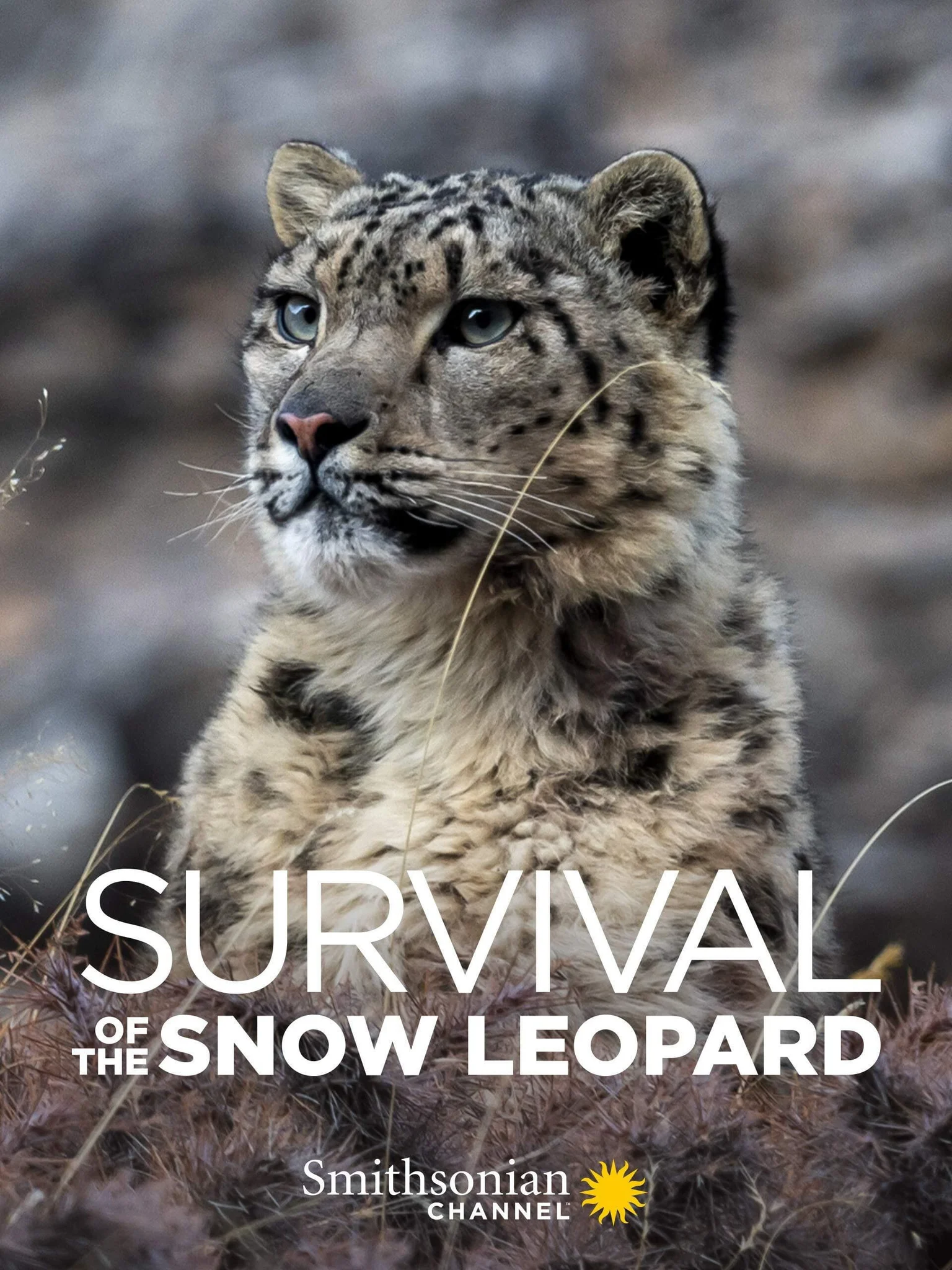 Survival Of The Snow Leopard  2020